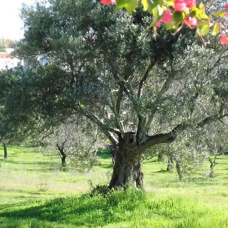 Konukevi Quinta Mimosa *
