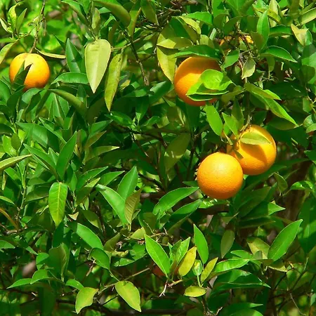 Quinta Mimosa Konukevi *