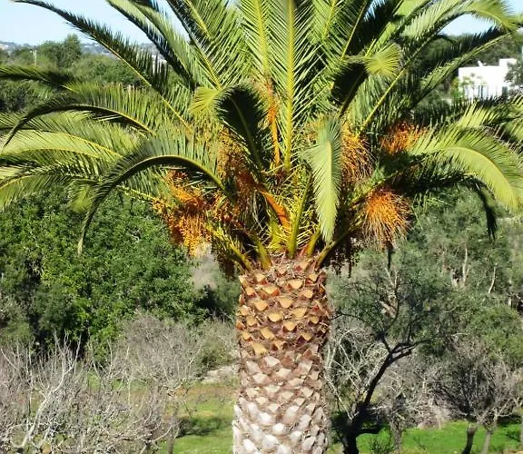 Pensionat Quinta Mimosa *