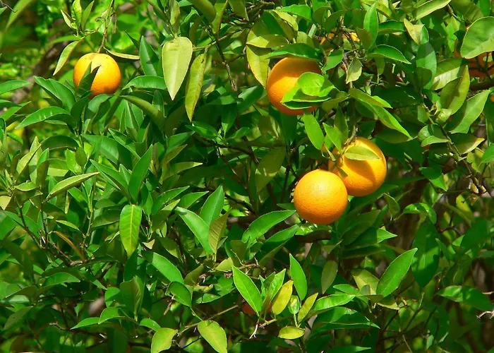 Quinta Mimosa Pensionat *